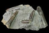 Fossil Belemnite (Paxillosus) Cluster - Mistelgau, Germany #139128-1